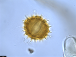 Pollen grain of Brenandendron donianum, Raimundo, A.F., Matos, G.C., Figueira, J.M., 361