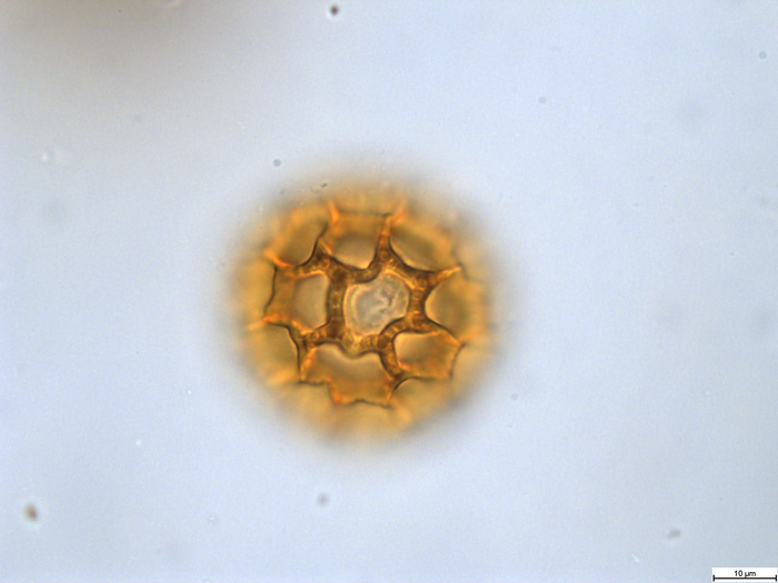 Pollen grain of Cabobanthus bullulatus, Duvigneaud, 3233 V