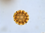 Pollen grain of Cabobanthus bullulatus, Duvigneaud, 3233 V