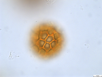 Pollen grain of Cabobanthus bullulatus, Duvigneaud, 3233 V
