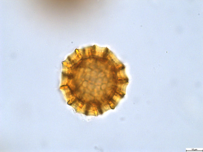 Pollen grain of Cabobanthus bullulatus, Duvigneaud, 3233 V