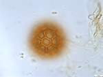Pollen grain of Cabobanthus polysphaerus, Duvigneaud, 2914 V
