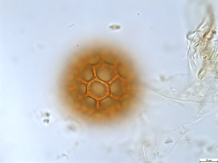 Pollen grain of Cabobanthus polysphaerus, Duvigneaud, 2914 V