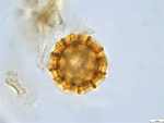 Pollen grain of Cabobanthus polysphaerus, Duvigneaud, 2914 V