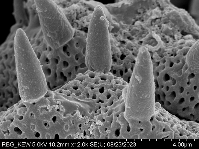 Pollen grain of Centauropsis cuspidata, J. Bosser, 5641