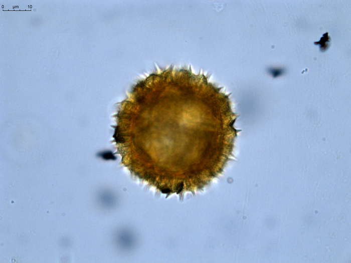 Pollen grain of Decastylocarpus perrieri, Perrier de la B?thie, H., 3435