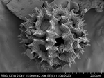 Pollen grain of Decastylocarpus perrieri, Perrier de la B?thie, H., 3435