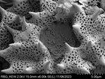 Pollen grain of Decastylocarpus perrieri, Perrier de la B?thie, H., 3435