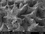 Pollen grain of Decastylocarpus perrieri, Perrier de la B?thie, H., 3435