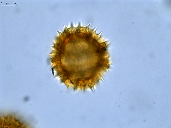 Pollen grain of Diaphractanthus homolepis, Perrier de la B?thie, H., 2102