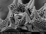 Pollen grain of Diaphractanthus homolepis, Perrier de la B?thie, H., 2102