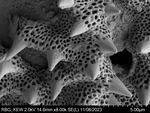 Pollen grain of Diaphractanthus homolepis, Perrier de la B?thie, H., 2102