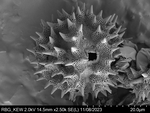 Pollen grain of Diaphractanthus homolepis, Perrier de la B?thie, H., 2102