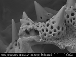 Pollen grain of Gossweilera paludosa, Gossweiler, J., 7402