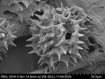 Pollen grain of Gossweilera paludosa, Gossweiler, J., 7402