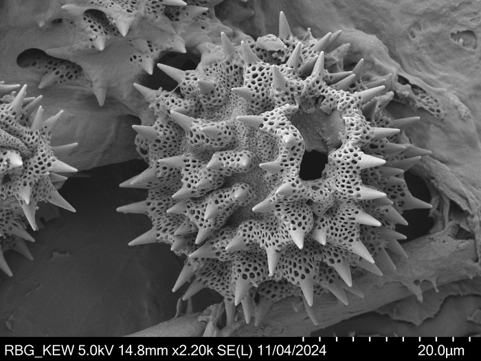 Pollen grain of Gossweilera paludosa, Gossweiler, J., 7402