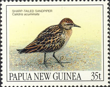 Calidris acuminata Calidris acuminata