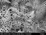 Pollen grain of Gossweilera paludosa, Gossweiler, J., 7402