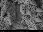 Pollen grain of Gymnanthemum andrangovalense, Humbert, H., Cours, G., 17956