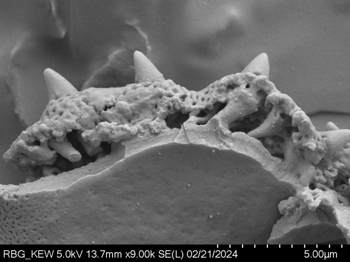 Pollen grain of Gymnanthemum andrangovalense, Humbert, H., Cours, G., 17956