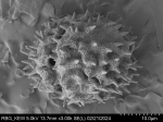 Pollen grain of Gymnanthemum andrangovalense, Humbert, H., Cours, G., 17956