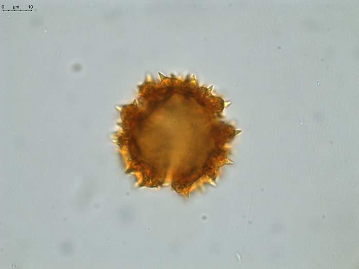 Pollen grain of Gymnanthemum andrangovalense, Humbert, H., Cours, G., 17956
