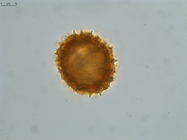Pollen grain of Gymnanthemum andrangovalense, Humbert, H., Cours, G., 17956