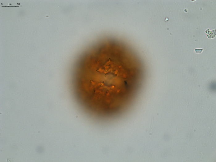 Pollen grain of Gymnanthemum coursii, Humbert, H. Saboureau, P., 31769
