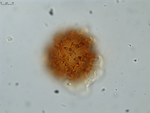 Pollen grain of Gymnanthemum coursii, Humbert, H. Saboureau, P., 31769