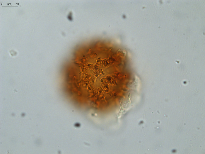 Pollen grain of Gymnanthemum coursii, Humbert, H. Saboureau, P., 31769