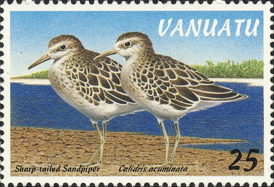 Calidris acuminata Calidris acuminata