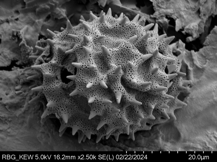 Pollen grain of Gymnanthemum pleistanthum, Humbert, H., 6915