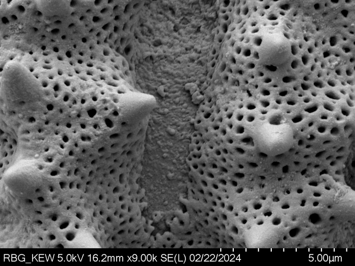 Pollen grain of Gymnanthemum pleistanthum, Humbert, H., 6915