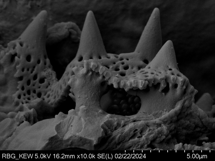 Pollen grain of Gymnanthemum pleistanthum, Humbert, H., 6915