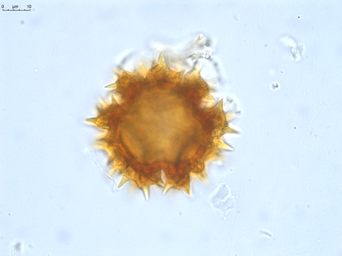 Pollen grain of Gymnanthemum pleistanthum, Humbert, H., 6915