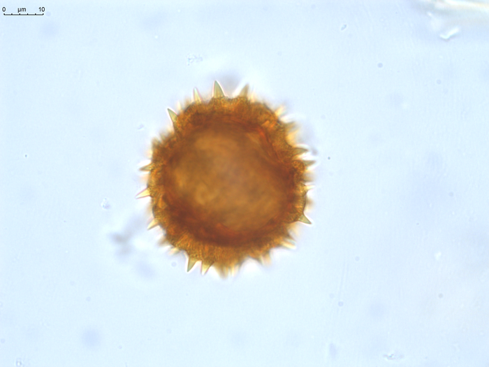 Pollen grain of Gymnanthemum pleistanthum, Humbert, H., 6915