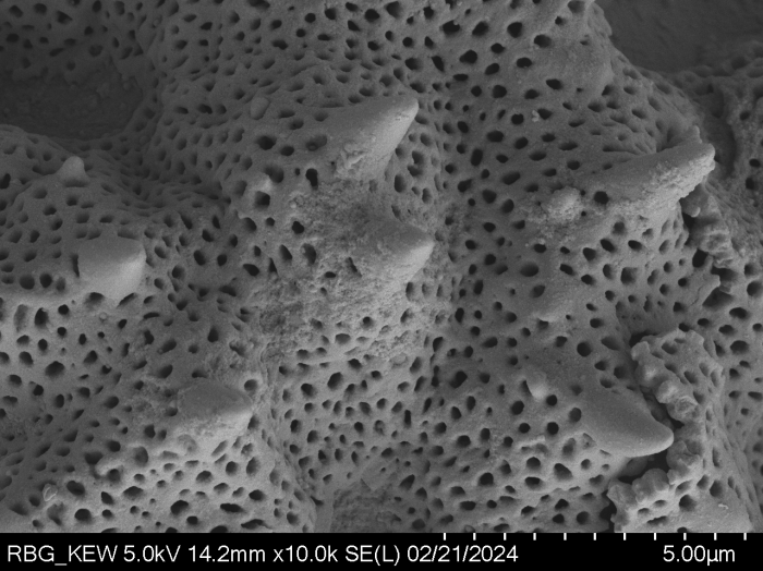 Pollen grain of Gymnanthemum subcrassulescens, Humbert, H., 5872