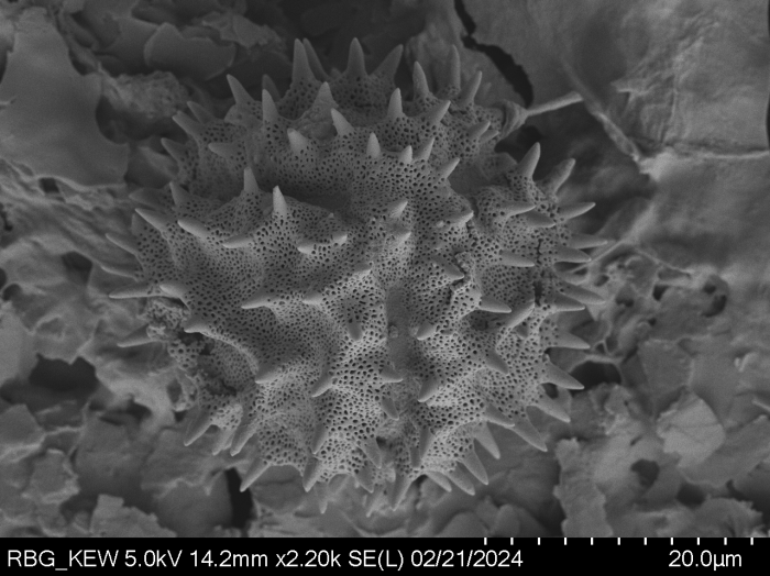 Pollen grain of Gymnanthemum subcrassulescens, Humbert, H., 5872