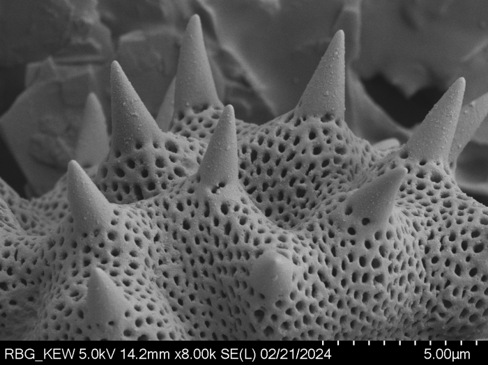 Pollen grain of Gymnanthemum subcrassulescens, Humbert, H., 5872