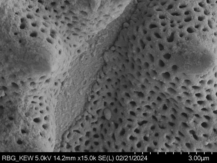 Pollen grain of Gymnanthemum subcrassulescens, Humbert, H., 5872