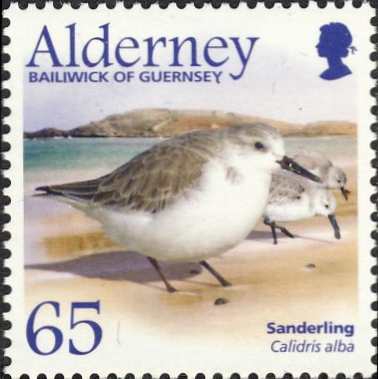 Calidris alba Calidris alba