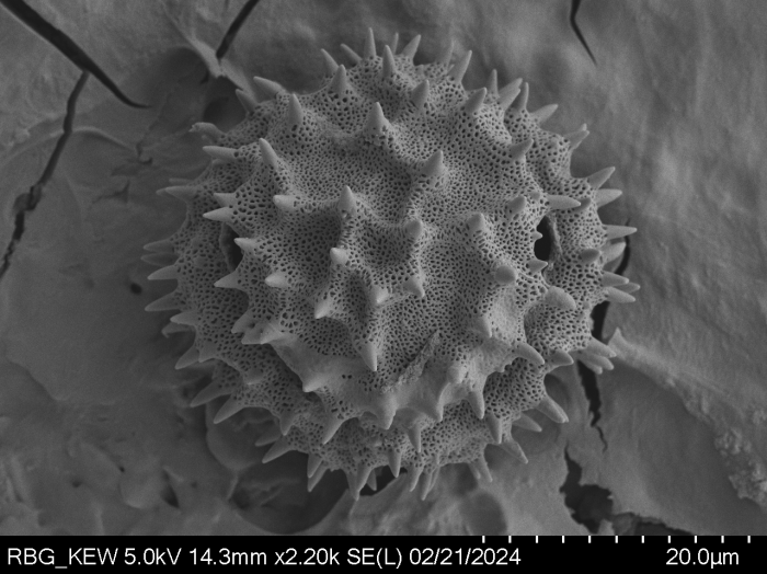 Pollen grain of Gymnanthemum subcrassulescens, Humbert, H., 5872