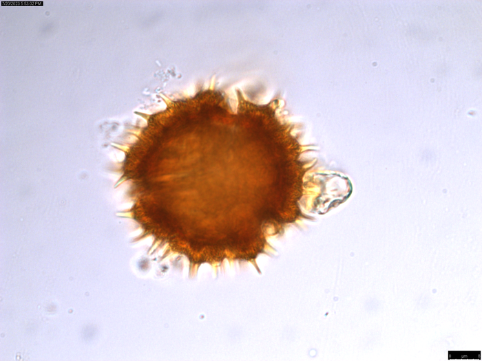 Pollen grain of Oliganthes bathiaei, Perrier de la B?thie, H., 16354