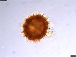Pollen grain of Oliganthes bathiaei, Perrier de la B?thie, H., 16354