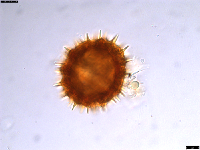 Pollen grain of Oliganthes bathiaei, Perrier de la B?thie, H., 16354