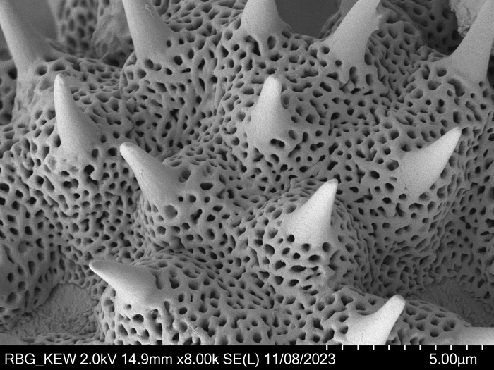 Pollen grain of Oliganthes bathiaei, Perrier de la B?thie, H., 16354