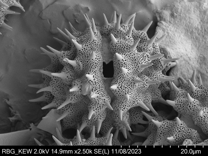 Pollen grain of Oliganthes bathiaei, Perrier de la B?thie, H., 16354