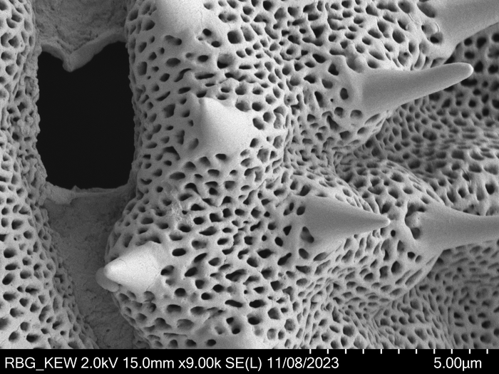 Pollen grain of Oliganthes bathiaei, Perrier de la B?thie, H., 16354