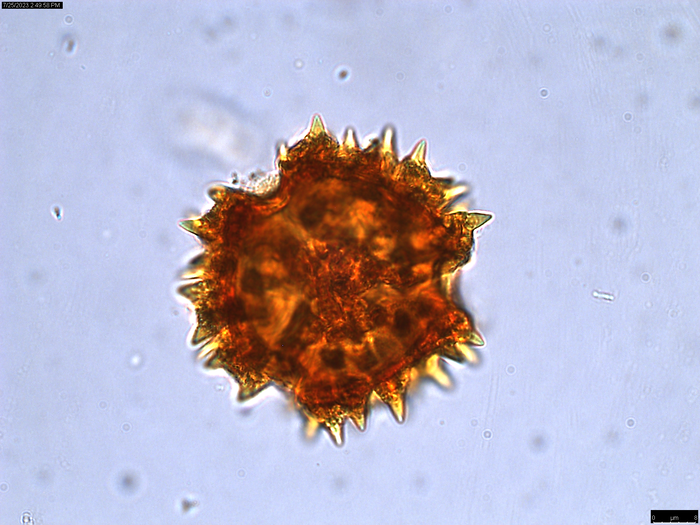 Pollen grain of Oliganthes tsaratananensis, Andriamihajarivo, T.|&, al., 280