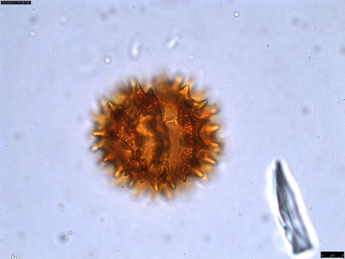 Pollen grain of Oliganthes tsaratananensis, Andriamihajarivo, T.|&amp;, al., 280